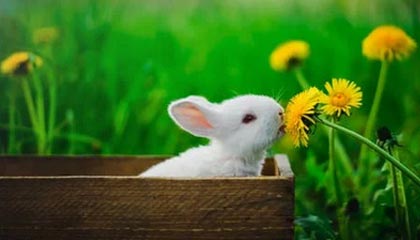 九游游戏中心-德甲积极探索数字化转播新模式，2021-2022德甲转播权